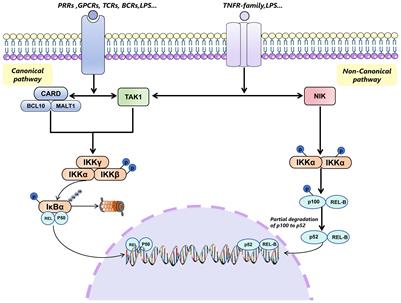 NF-κB signaling pathway in tumor microenvironment